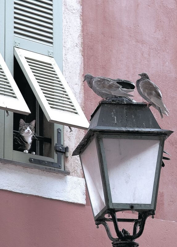双面神迹，团队铁血与天才灵光共塑的NBA之夜