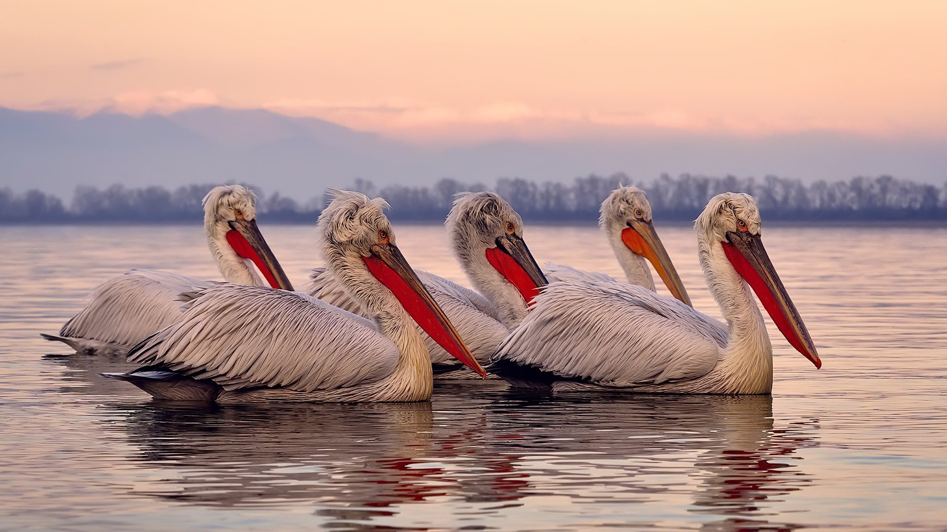 速度与坚韧的双城记，维斯塔潘逆袭争冠，灰熊狂暴晋级撕碎骑士