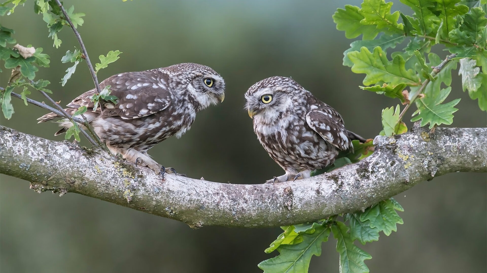 苍穹之上的唯一章节，文班亚马在世界排名争夺战之夜书写属于自己的定义
