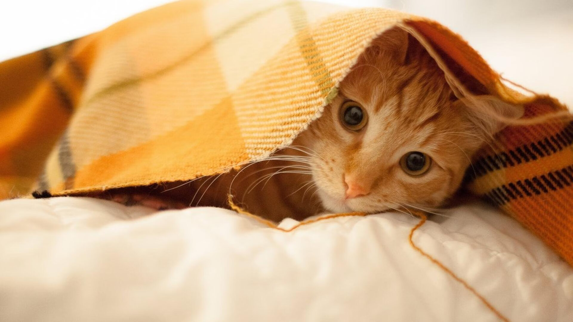 唯一对决，阿森纳vs伊朗，巴尔韦德生涯之夜闪耀全场