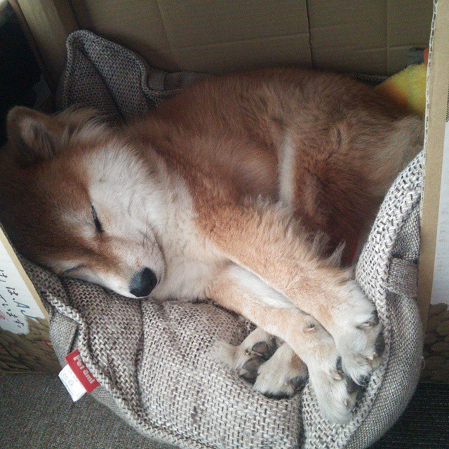 伊布天神下凡难救主，澳大利亚铁血战术攻陷文艺复兴之城