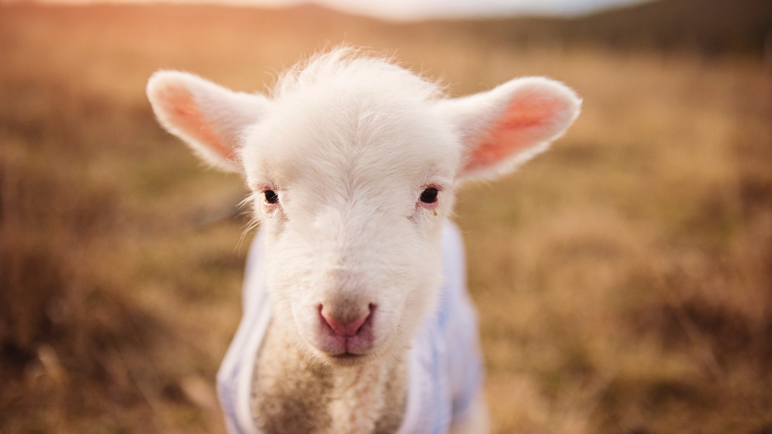 沙漠之狐咬碎非洲雄鹰！阿拉巴一剑封喉，阿尔及利亚挺进淘汰赛生死关