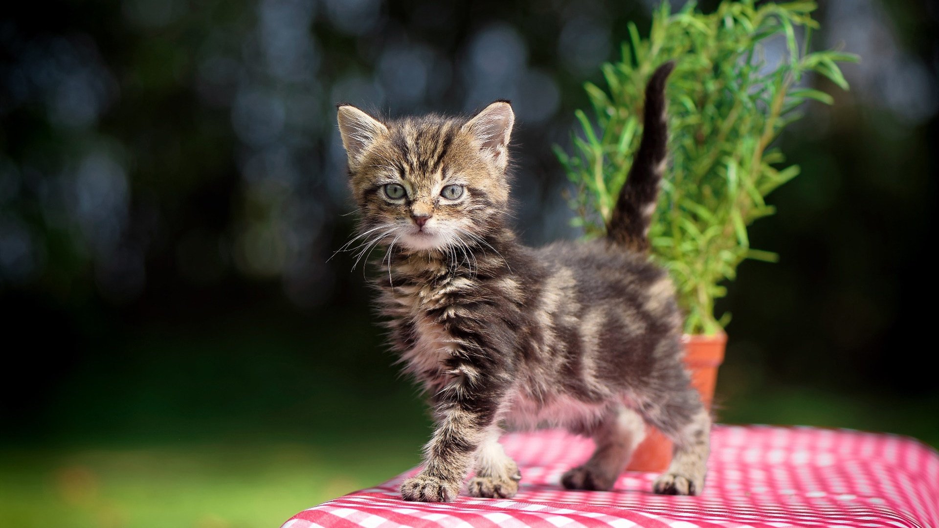 2026世界杯启示录，土耳其黑马撞碎毕尔巴鄂铁壁，布鲁诺·费尔南德斯于无声处听惊雷