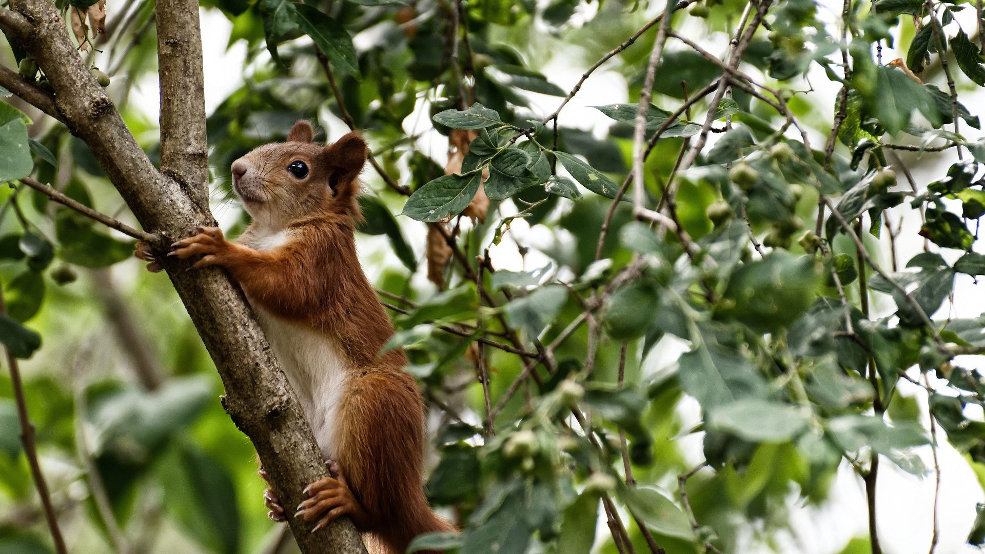 跨界风暴，安哥拉足球晋级玻利维亚，加维NBA总决赛逆天改命