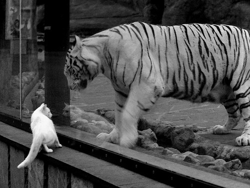 当利剑化为坚盾,欧文如何用防守定义一场凯尔特人式的胜利