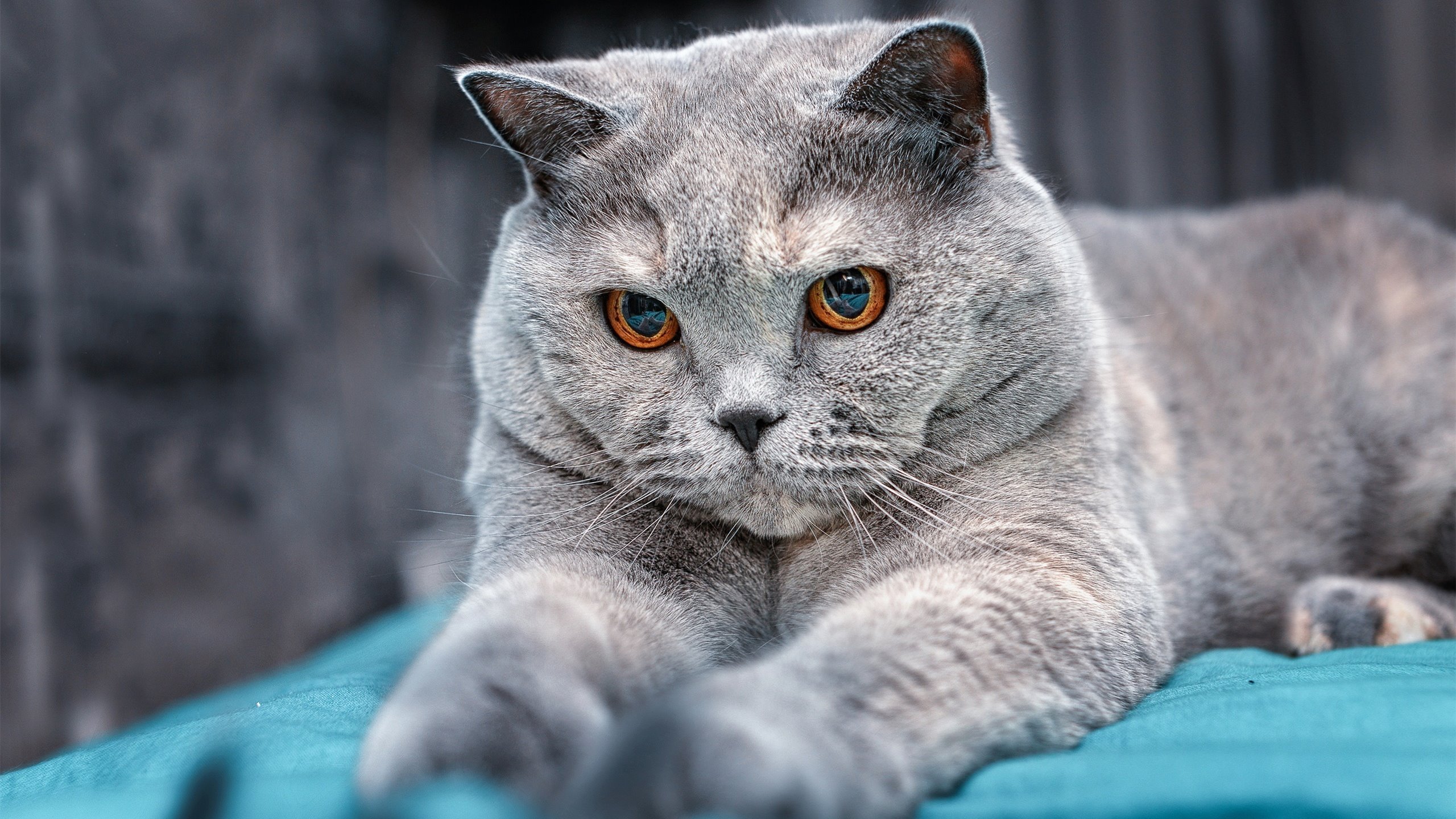 库尔图瓦，守护神降临！澳大利亚人掀翻英格兰