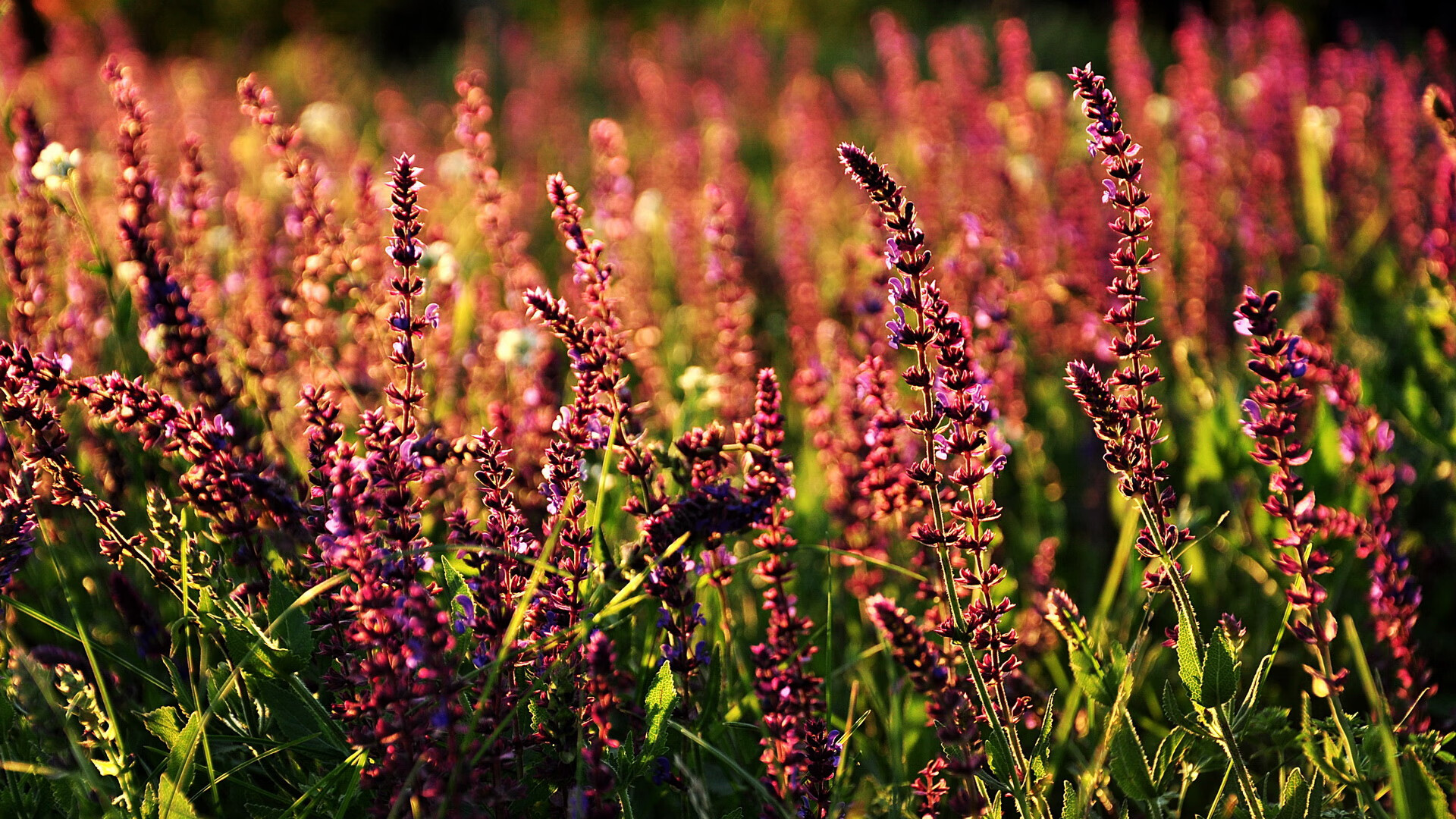 巨人脚下,小个子在丹佛高原写下神话,当米切尔扼住约基奇咽喉