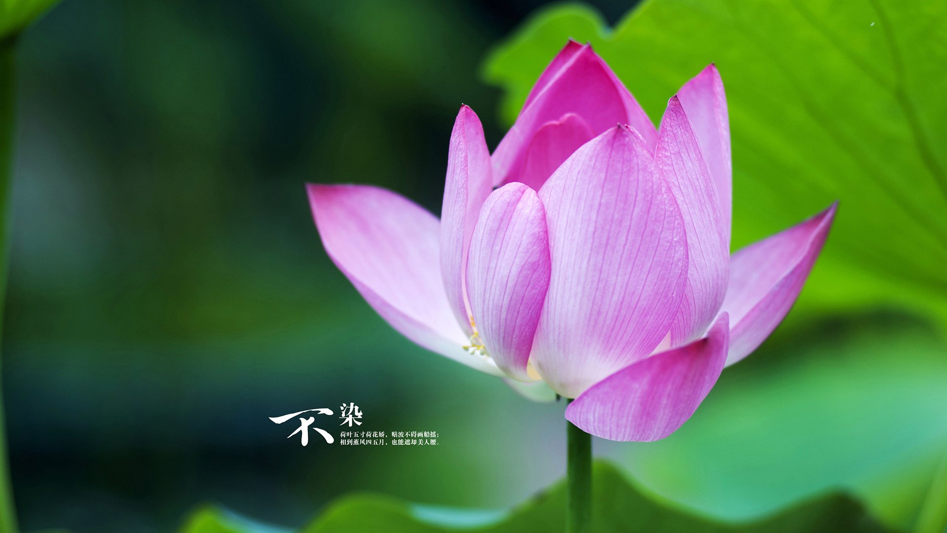 当金块之王降临绿茵场，约基奇如何助攻了德甲争冠夜