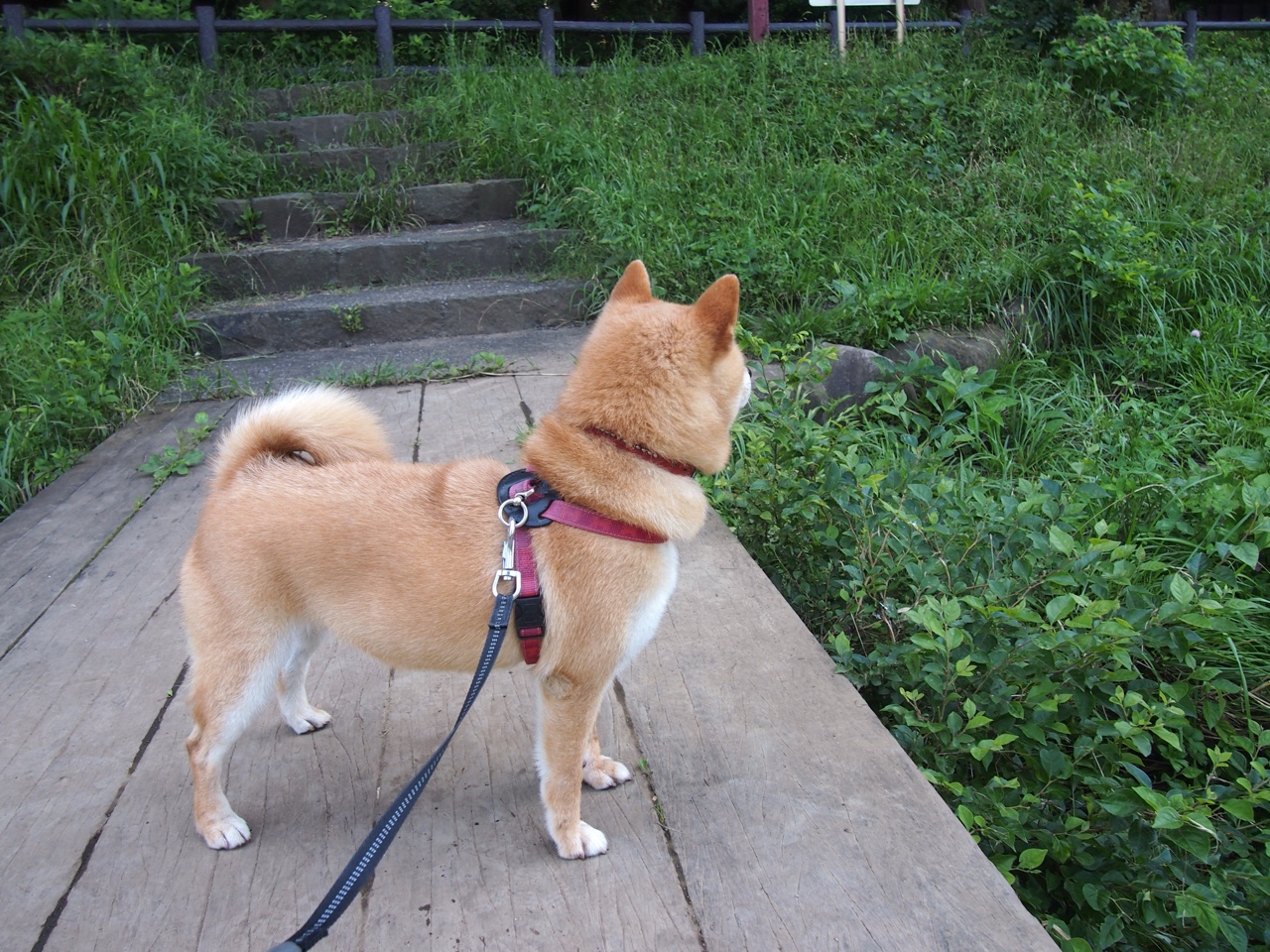 当骑士逆转遇见浓眉接管,体育世界里不可复制的奇迹时刻