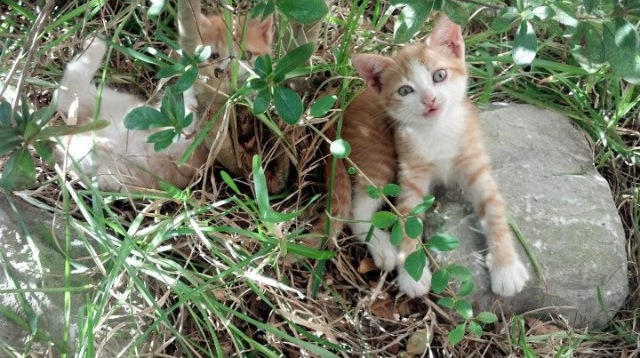 意甲焦点战上演字母哥时刻,绝境中的领袖光芒