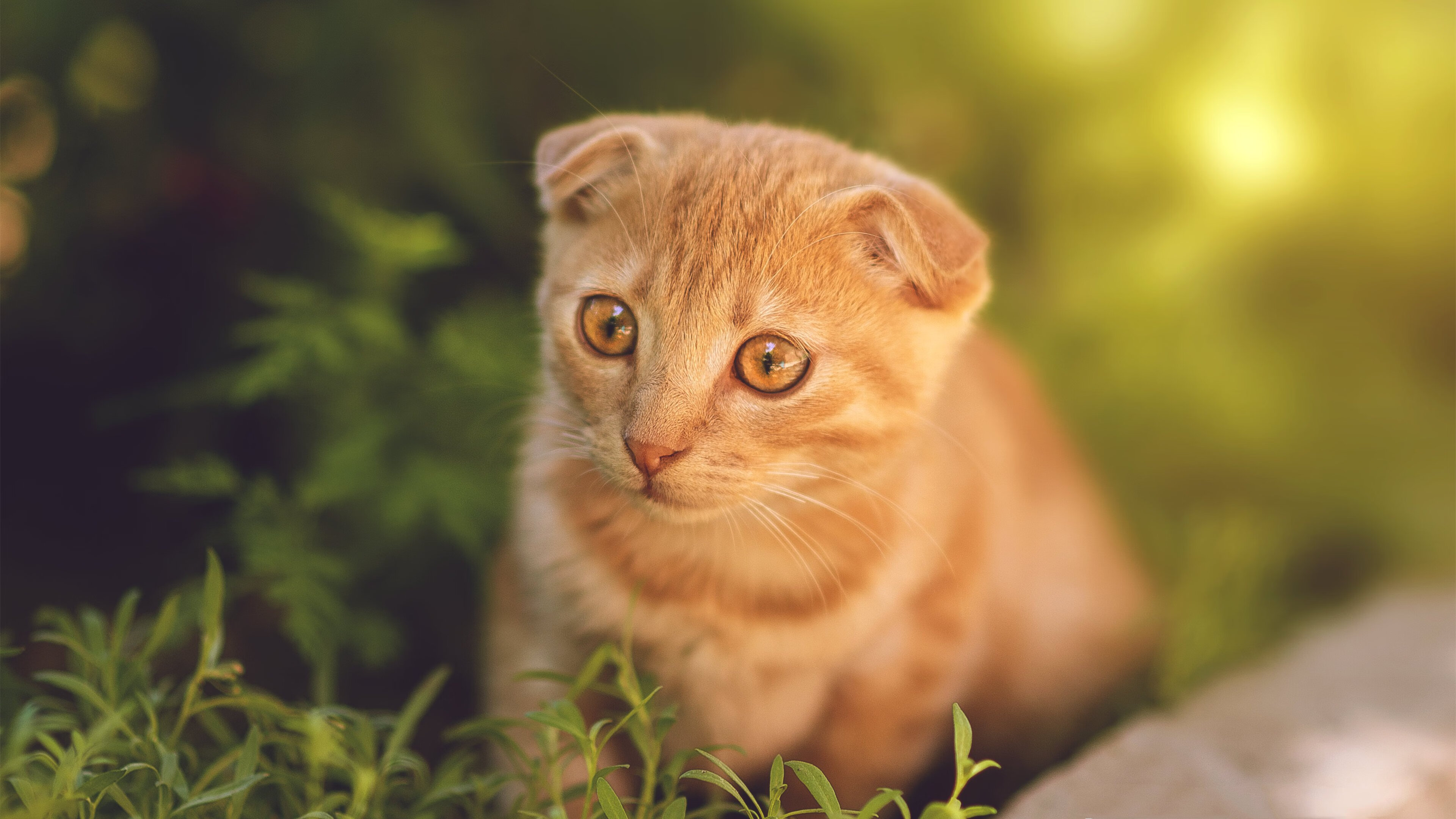 墨西哥压哨绝杀!富安健洋,日本铁卫征服伦敦雨夜