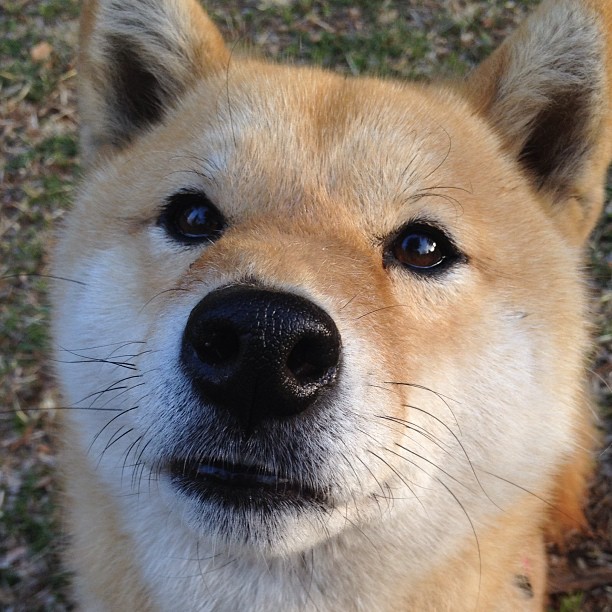 逆境之光，阿拉巴压力下爆发，助比利亚雷亚尔争冠战力克比利时黑马