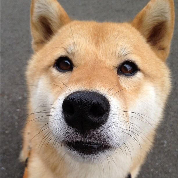 逆境之光，阿拉巴压力下爆发，助比利亚雷亚尔争冠战力克比利时黑马