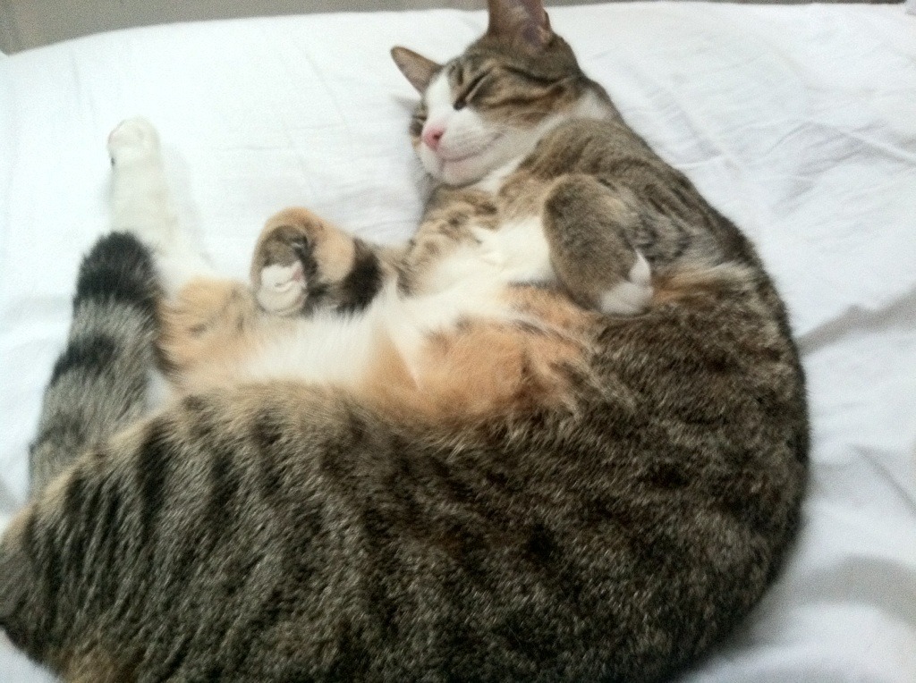 阿劳霍筑起高墙，当皇马掀翻法国，防守者成为唯一主宰