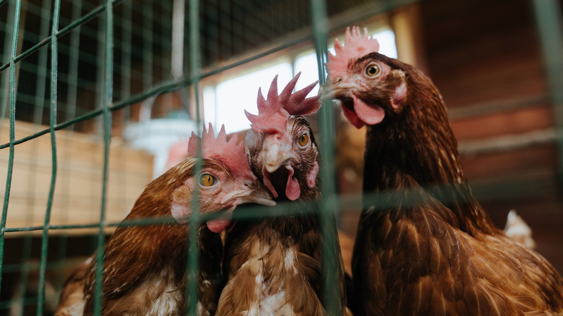 平行宇宙的篮球交响曲，当新疆飞虎压制芝加哥公牛，小贾伦在西部之巅完成加冕